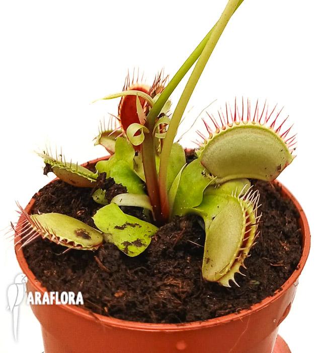 Dionaea muscipula ‘High up Red’