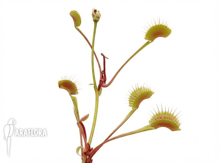 Dionaea muscipula ‘High up Red’