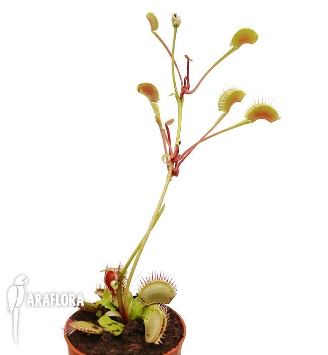 Dionaea muscipula ‘High up Red’