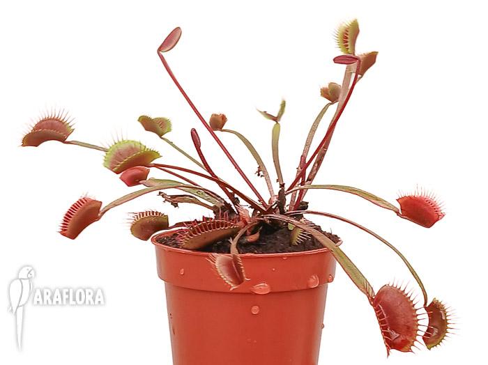 Dionaea muscipula ‘New Red’