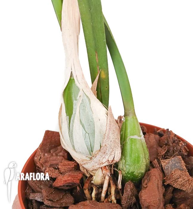 Encyclia randii var Tipo