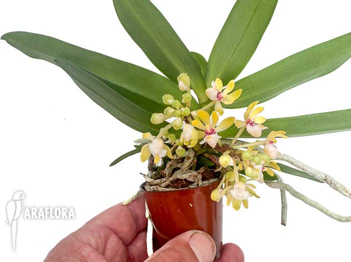 Gastrochilus japonicus
