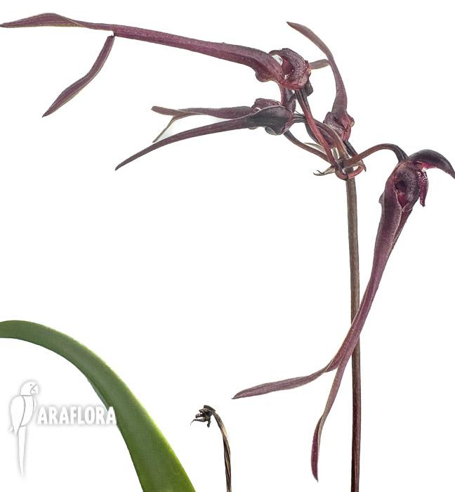 Bulbophyllum delitescens