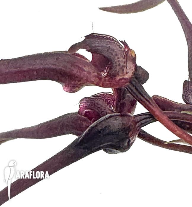 Bulbophyllum delitescens