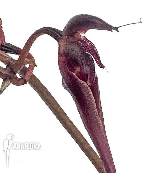 Bulbophyllum delitescens