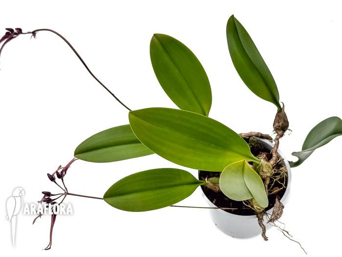 Bulbophyllum delitescens