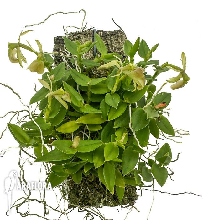 Epidendrum porpax ‘Alba’