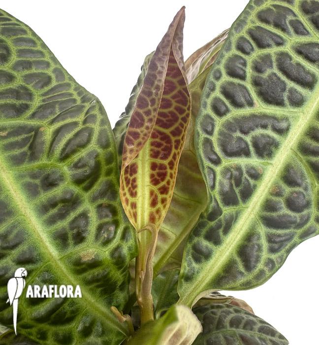 Labisia obtusifolia xl