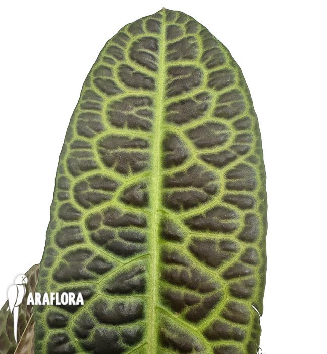 Labisia obtusifolia xl