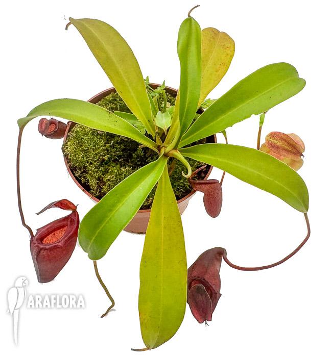 Nepenthes flava ‘xl’