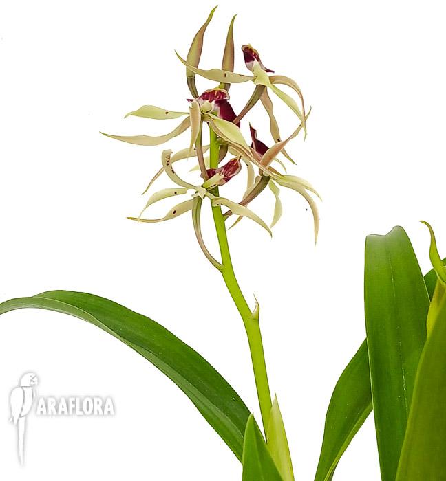 Encyclia cochleata ‘octopussy’