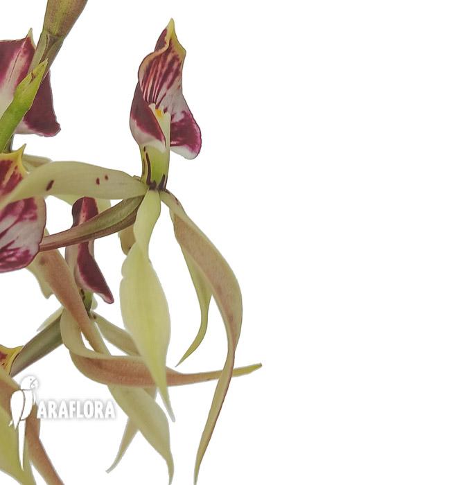 Encyclia cochleata ‘octopussy’