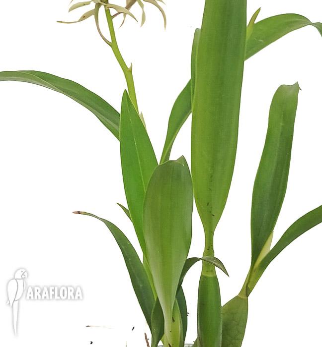 Encyclia cochleata ‘octopussy’