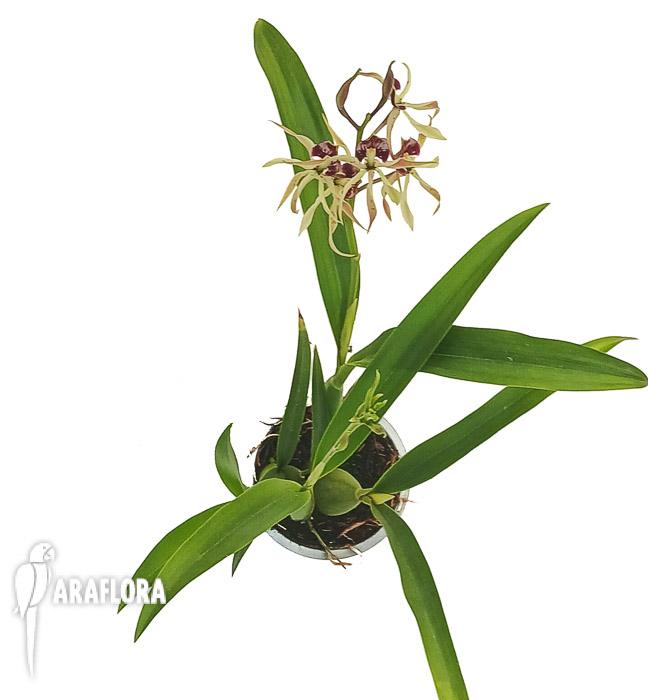 Encyclia cochleata ‘octopussy’