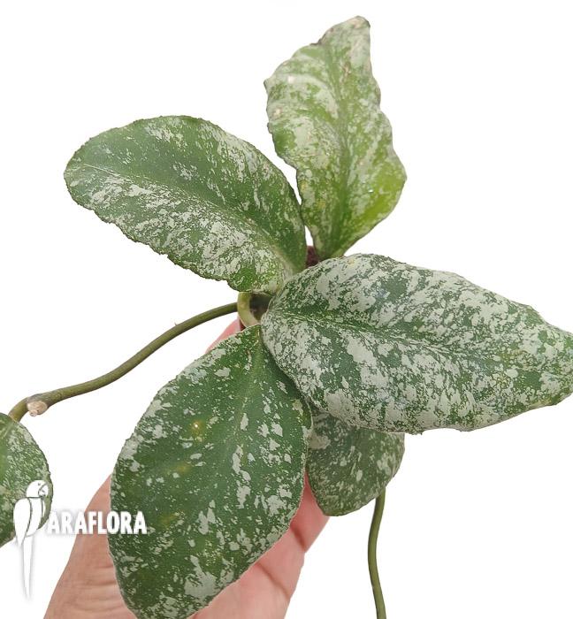 Hoya waymaniae ‘Kapuas’