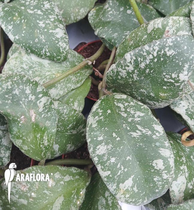 Hoya waymaniae ‘Kapuas’
