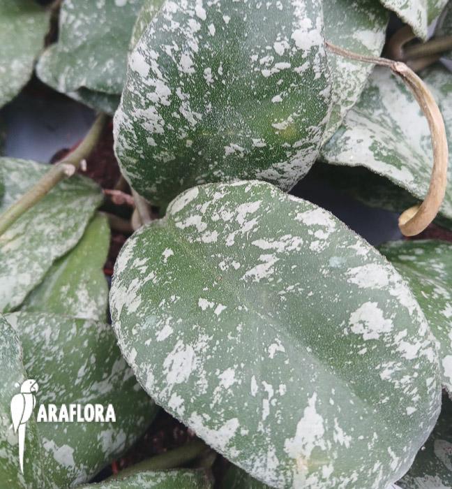 Hoya waymaniae ‘Kapuas’