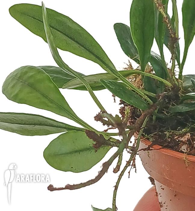 Lemmaphyllum microphyllum