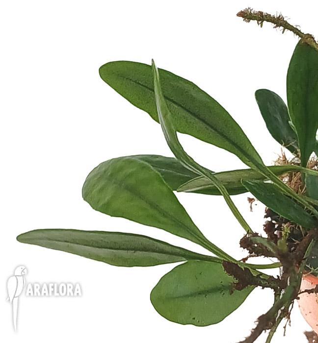 Lemmaphyllum microphyllum