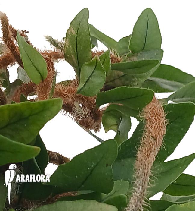 Microgramma vacciniifolia ‘Starter’