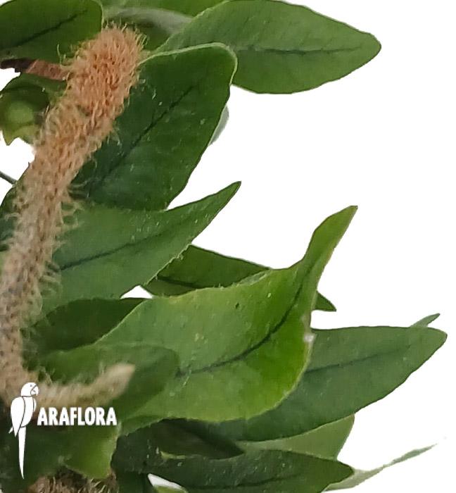 Microgramma vacciniifolia ‘Starter’