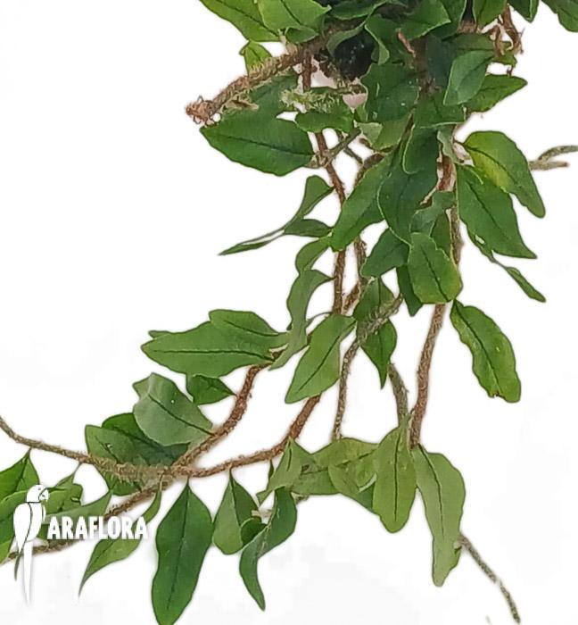 Microgramma vacciniifolia