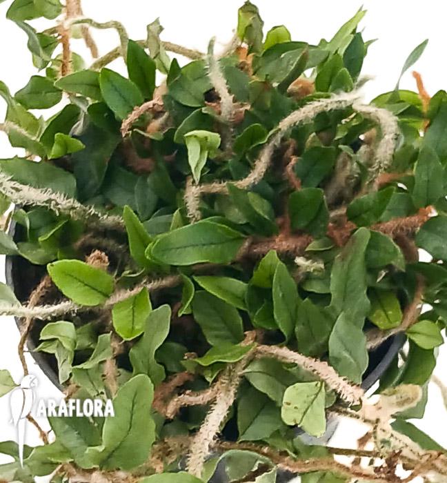 Microgramma vacciniifolia
