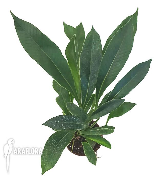 Pesopteris crassifolia