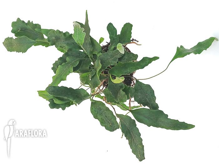 Pyrrosia lingua ‘undulata’