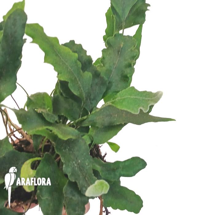 Pyrrosia lingua ‘undulata’