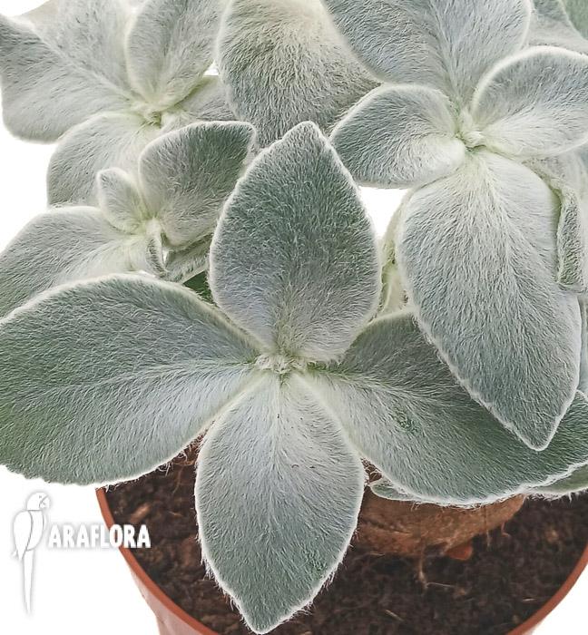 Sinningia leucotricha
