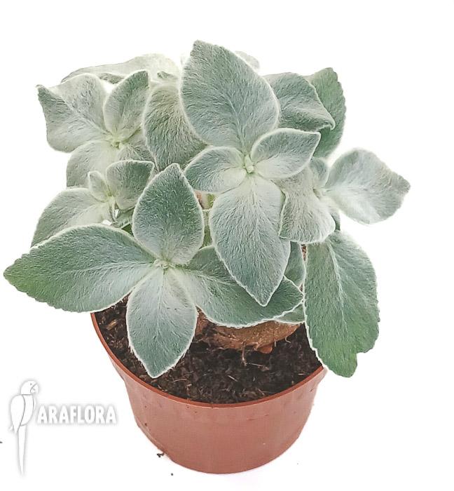Sinningia leucotricha