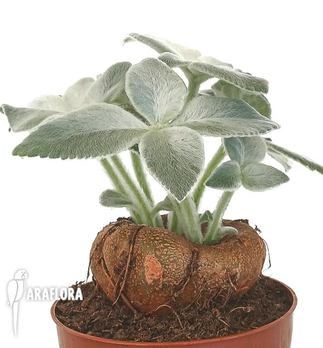 Sinningia leucotricha