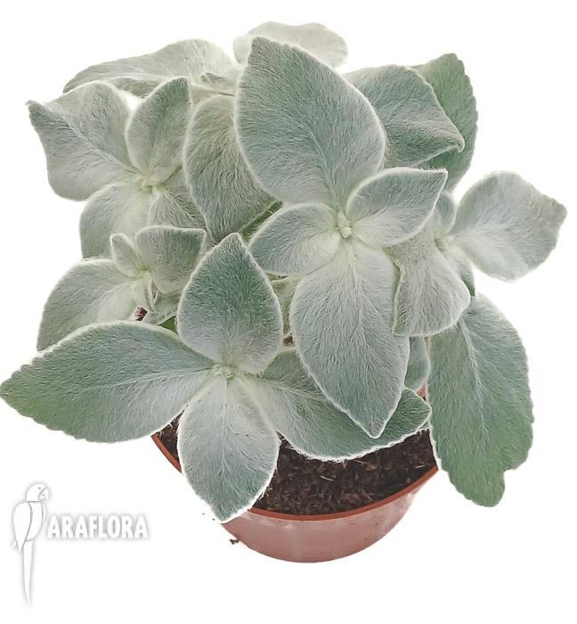 Sinningia leucotricha ‘L’
