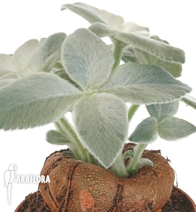 Sinningia leucotricha ‘L’